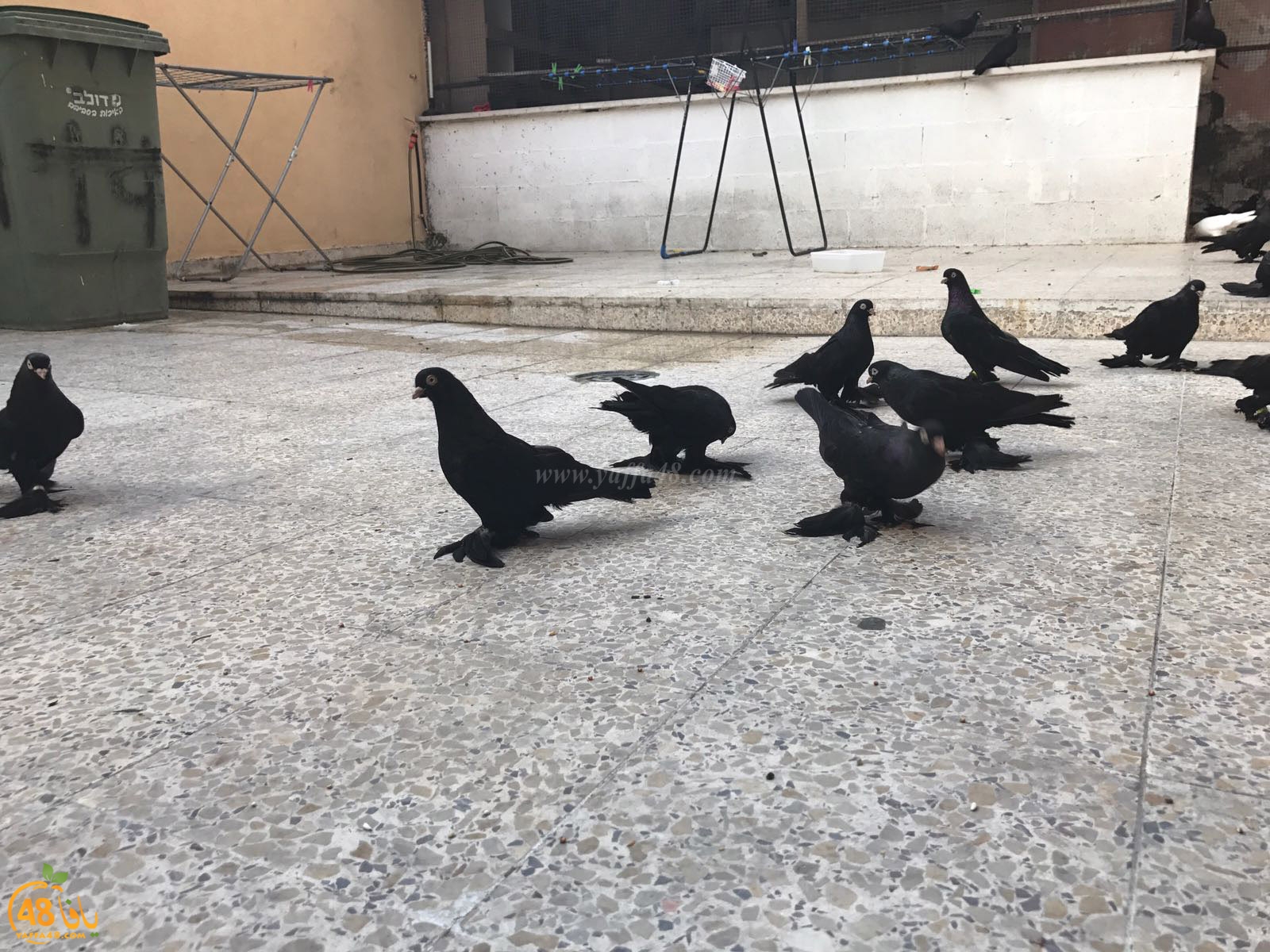 zohdi 3ashoor 7amam (13).jpg